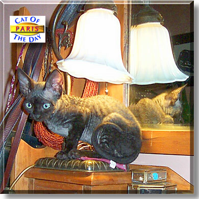 Paris, the Cat of the Day