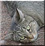 Kitty