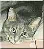 Tabby