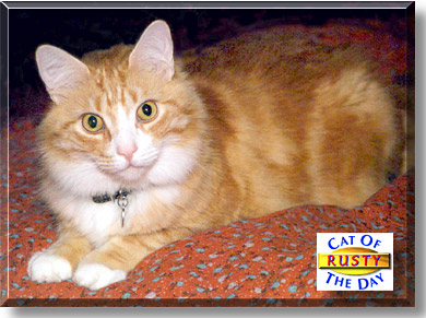 Rusty, the Cat of the Day