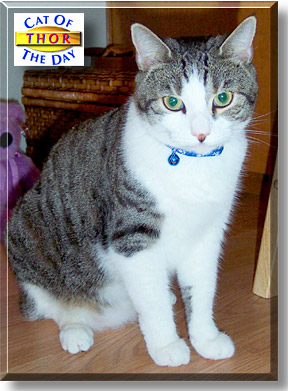 Thor, the Cat of the Day