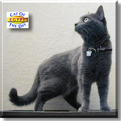 Egypt, the Cat of the Day