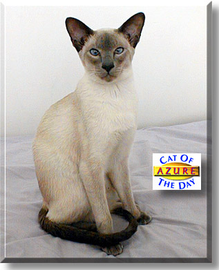 Azure, the Cat of the Day
