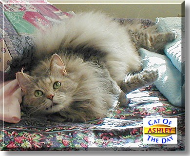 Ashley, the Cat of the Day