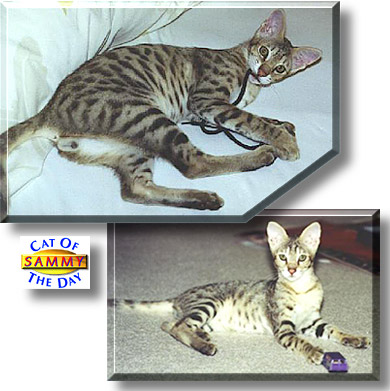 Sammy, the Cat of the Day