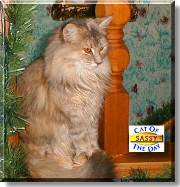 Sassy, the Cat of the Day