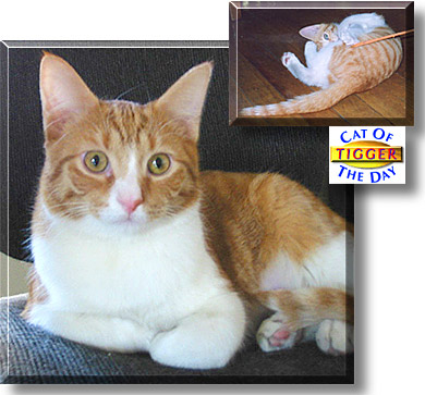 Tigger, the Cat of the Day