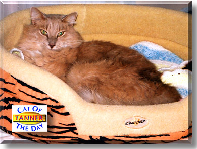 Tanner, the Cat of the Day
