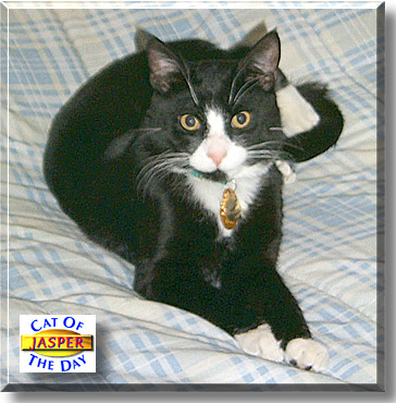 Jasper, the Cat of the Day