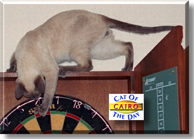 Cairo, the Cat of the Day