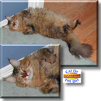 Sugarberry, the Cat of the Day