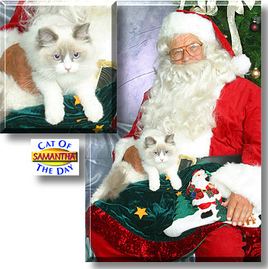 Samantha, the Cat of the Day