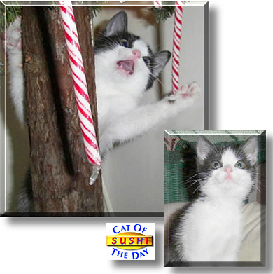 Sushi, the Cat of the Day