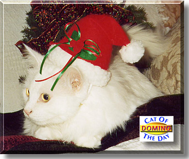 Domino, the Cat of the Day