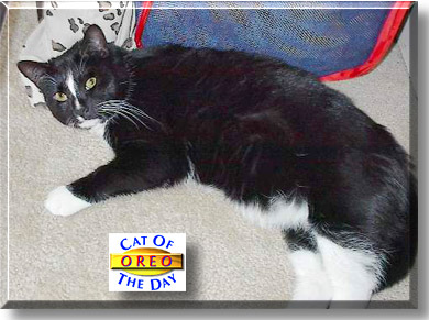 Oreo McFlurry, the Cat of the Day