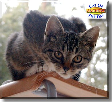 Anchovy, the Cat of the Day