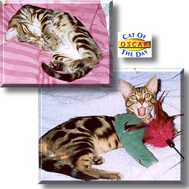 Oscar, the Cat of the Day