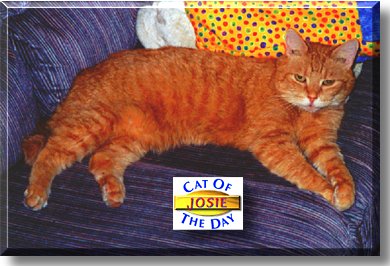 Josie, the Cat of the Day