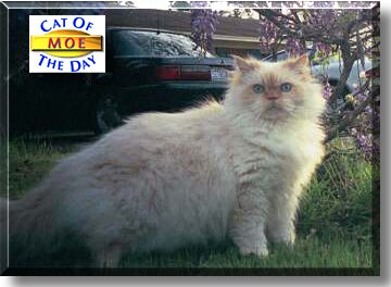 Moe, the Cat of the Day