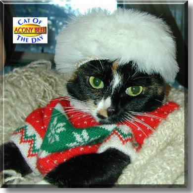 Acony Bell, the Cat of the Day