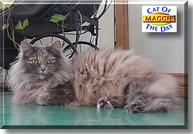 Maggie May, the Cat of the Day