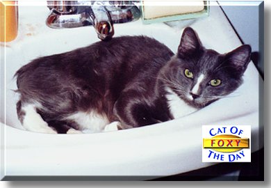 Foxy, the Cat of the Day