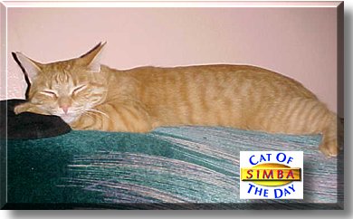 Simba, the Cat of the Day