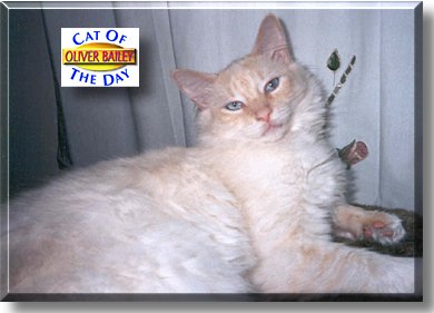 Oliver Bailey, the Cat of the Day