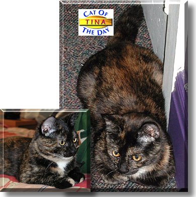 Tina, the Cat of the Day