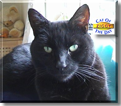 Ziggy, the Cat of the Day