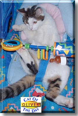 Oliver, the Cat of the Day