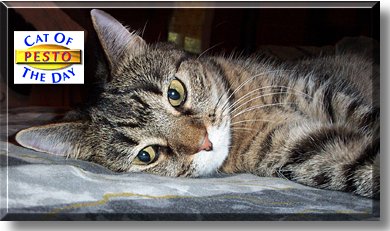 Pesto, the Cat of the Day