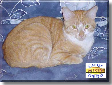 Mikey, the Cat of the Day