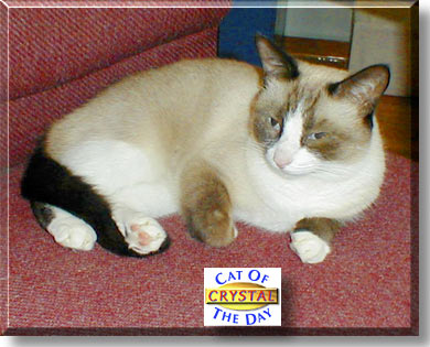 Crystal, the Cat of the Day