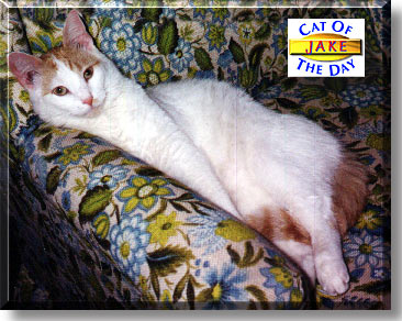 Jake, the Cat of the Day
