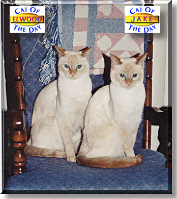 Jake and Elwood, the Cats of the Day