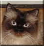 Callisto