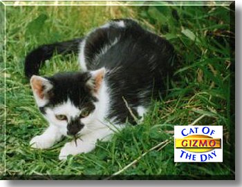 Gizmo, the Cat of the Day