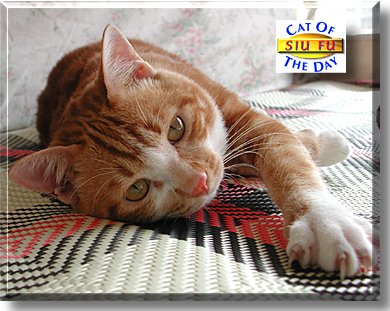 Siu Fu, the Cat of the Day