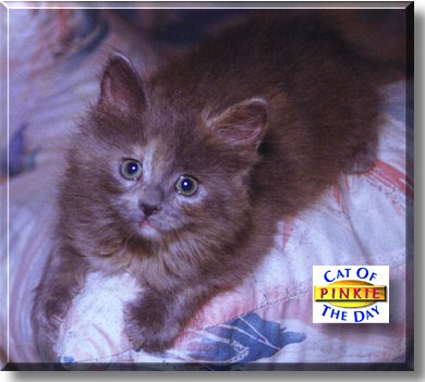 Pinkie, the Cat of the Day