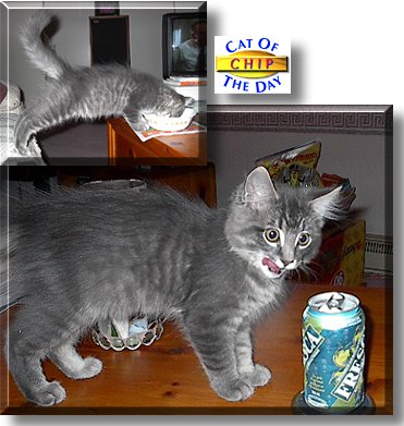 Chip, the Cat of the Day