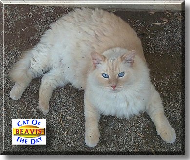 Beavis, the Cat of the Day