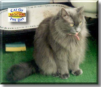 Mocha, the Cat of the Day