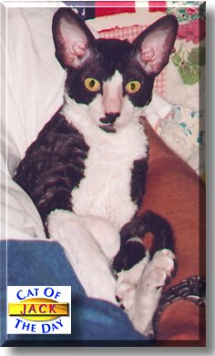 Jack, the Cat of the Day