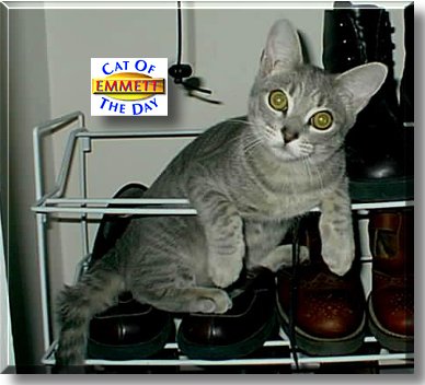 Emmett, the Cat of the Day
