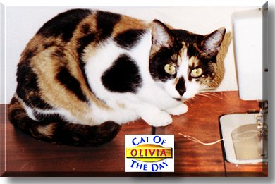 Olivia, the Cat of the Day