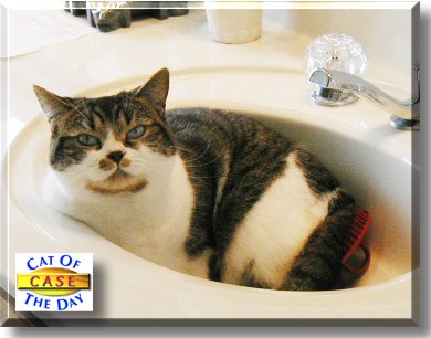Case, the Cat of the Day