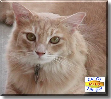 Milo, the Cat of the Day