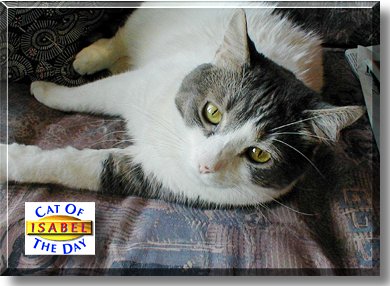 Isabel, the Cat of the Day
