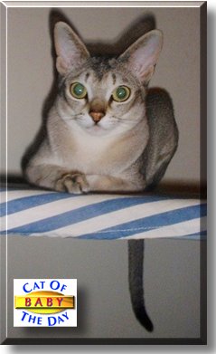 Baby, the Cat of the Day